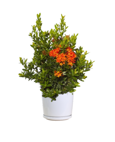 Dwarf Ixora Plant